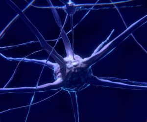 Branching nerve cell connected to thin fibers against a dark background