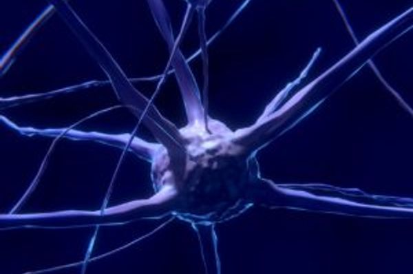 Branching nerve cell connected to thin fibers against a dark background