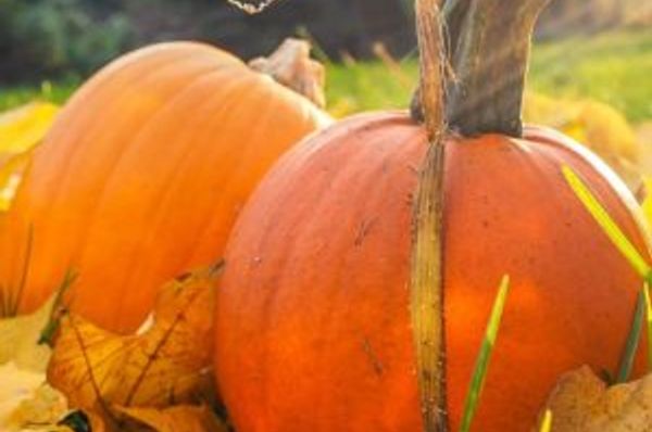Two pumpkins resting among fallen leaves outdoors