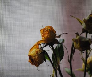 Several wilted roses beside a softly lit curtain