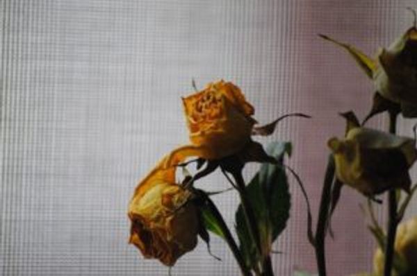 Several wilted roses beside a softly lit curtain