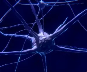 Branching nerve cell connected to thin fibers against a dark background