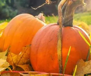 Two pumpkins resting among fallen leaves outdoors
